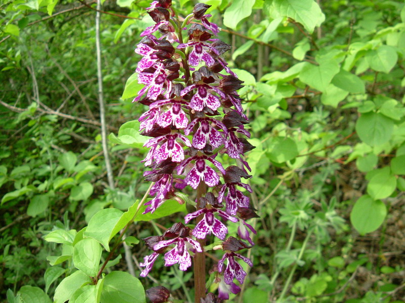 Purpurea b
